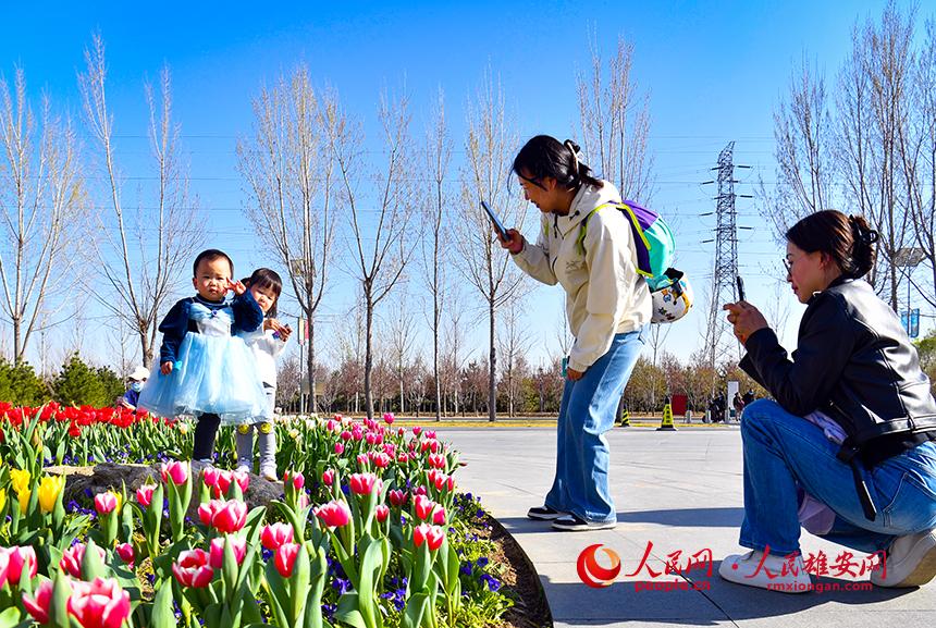 雄安悅?cè)莨珗@郁金香盛放，吸引了眾多游客前來踏青賞花。人民網(wǎng)宋燁文攝