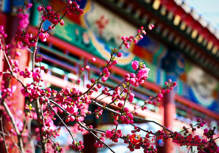 雄安郊野公園一角，枝頭綴滿花朵。人民網(wǎng)宋燁文攝
