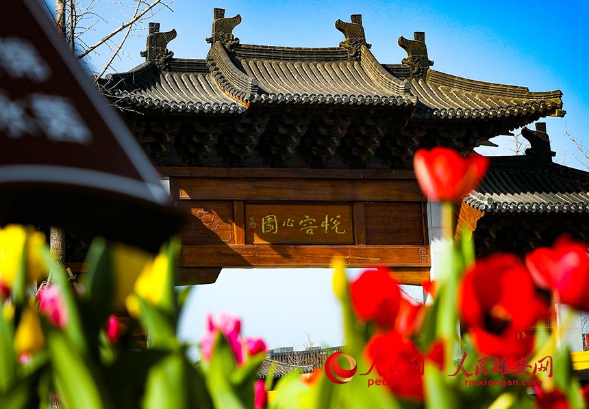 雄安悅?cè)莨珗@郁金香盛放。人民網(wǎng)宋燁文攝