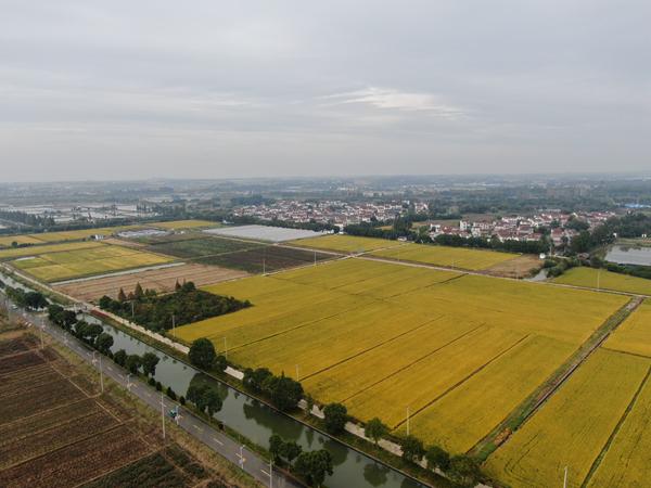 雙游村。受訪者供圖