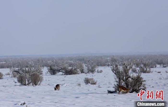 （新春走基層）新疆大漠護林人：為野生動植物撐起綠色希望